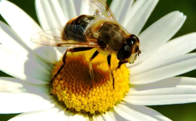 abejas