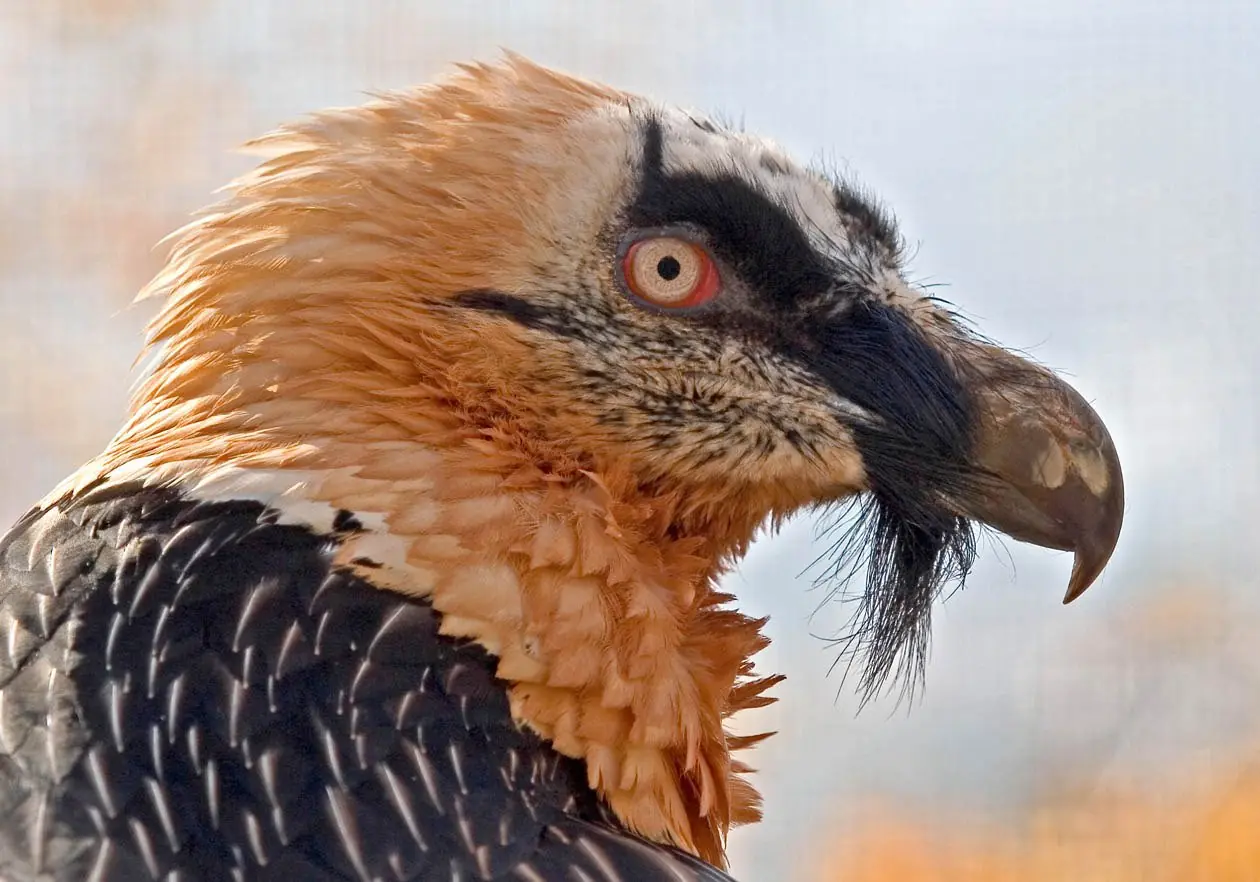 aves