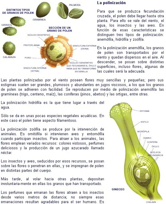 morfologia