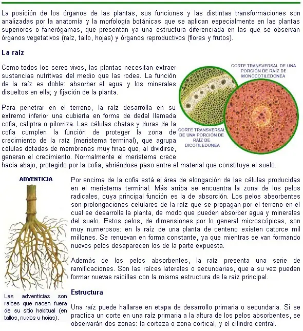 angiospermas