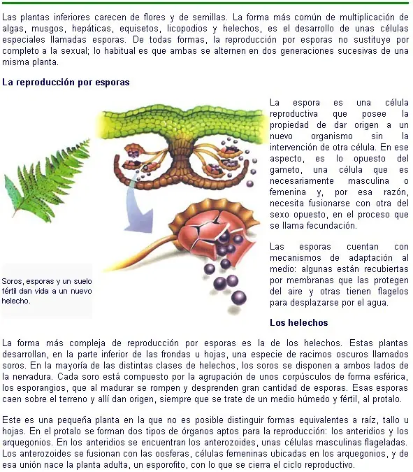 plantas