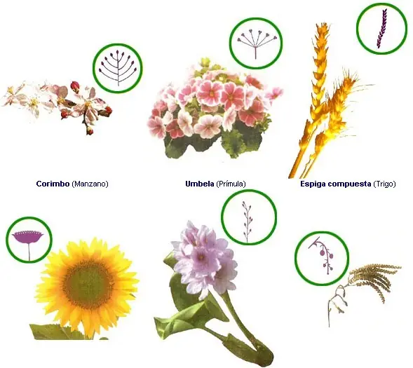 monocotiledoneas