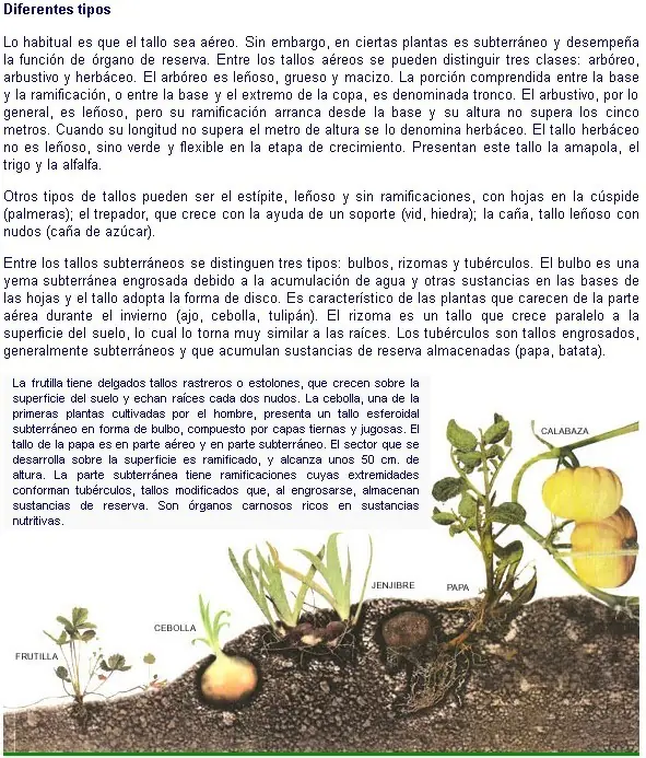 fisiologia