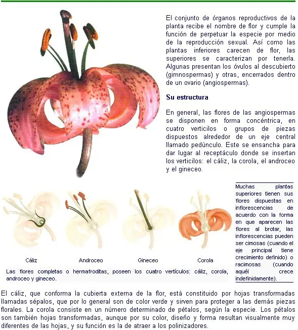 angiospermas