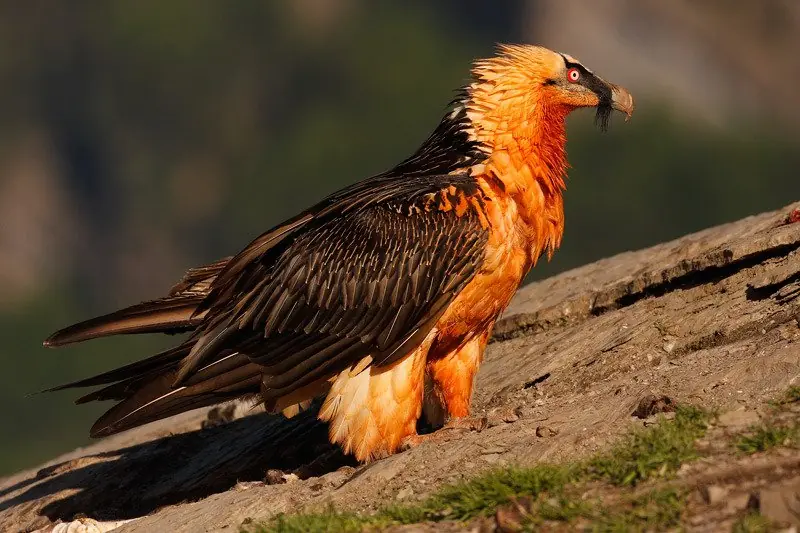 aves