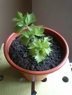 El hombre que ha engendrado mas de 100 niños