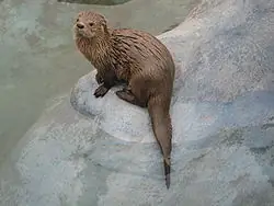 Isla de los estados