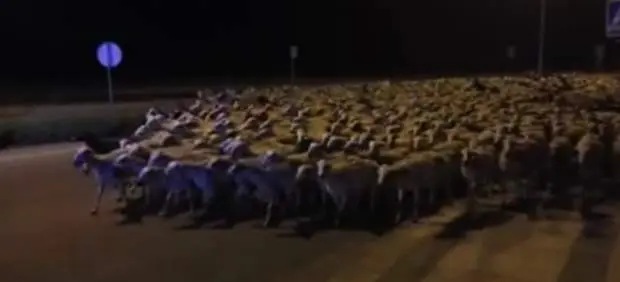 Un pastor se duerme mientras su rebaño de ovejas se pasea