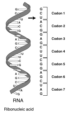 Genoma