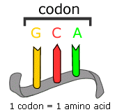 adn