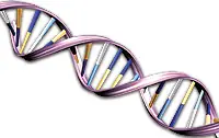adn
