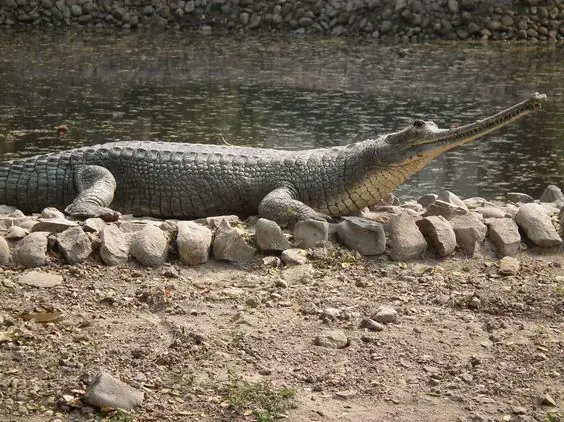 Gavial