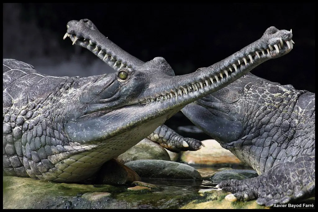 Gavial Gavial