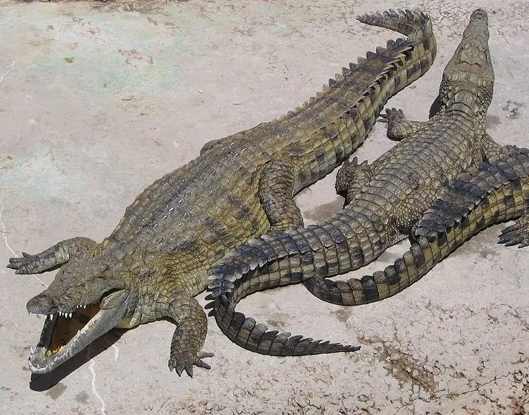 Gavial