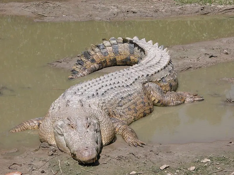 Pasa que te presento a un cocodrilo raro.