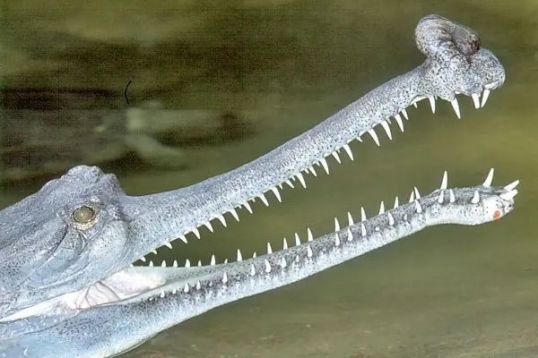 Cocodrilos