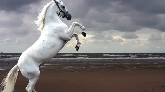 caballo