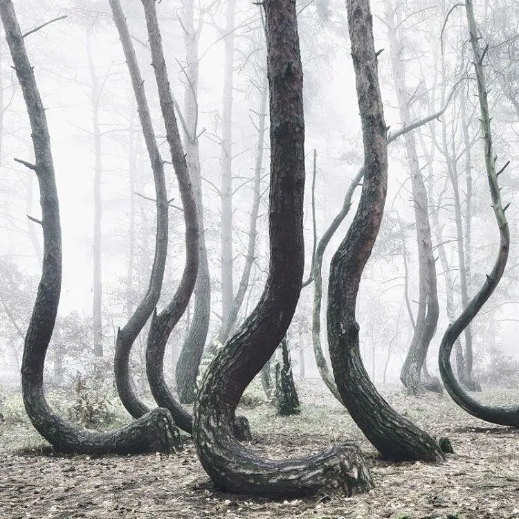El bosque torcido: ¿un gran misterio de la naturaleza?