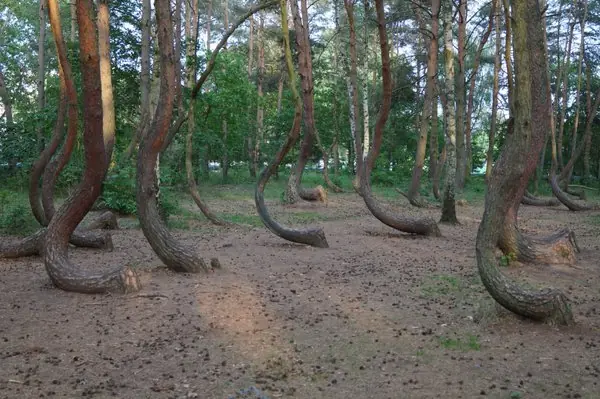 bosque