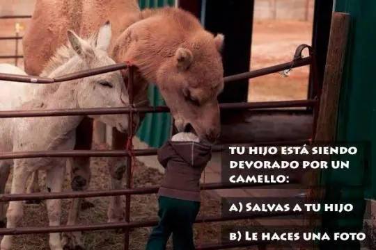 Pasate papu