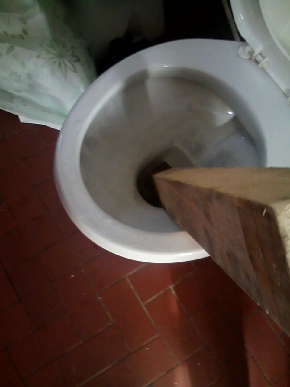 Se metio un sapo en mi inodoroy te lo muestro
