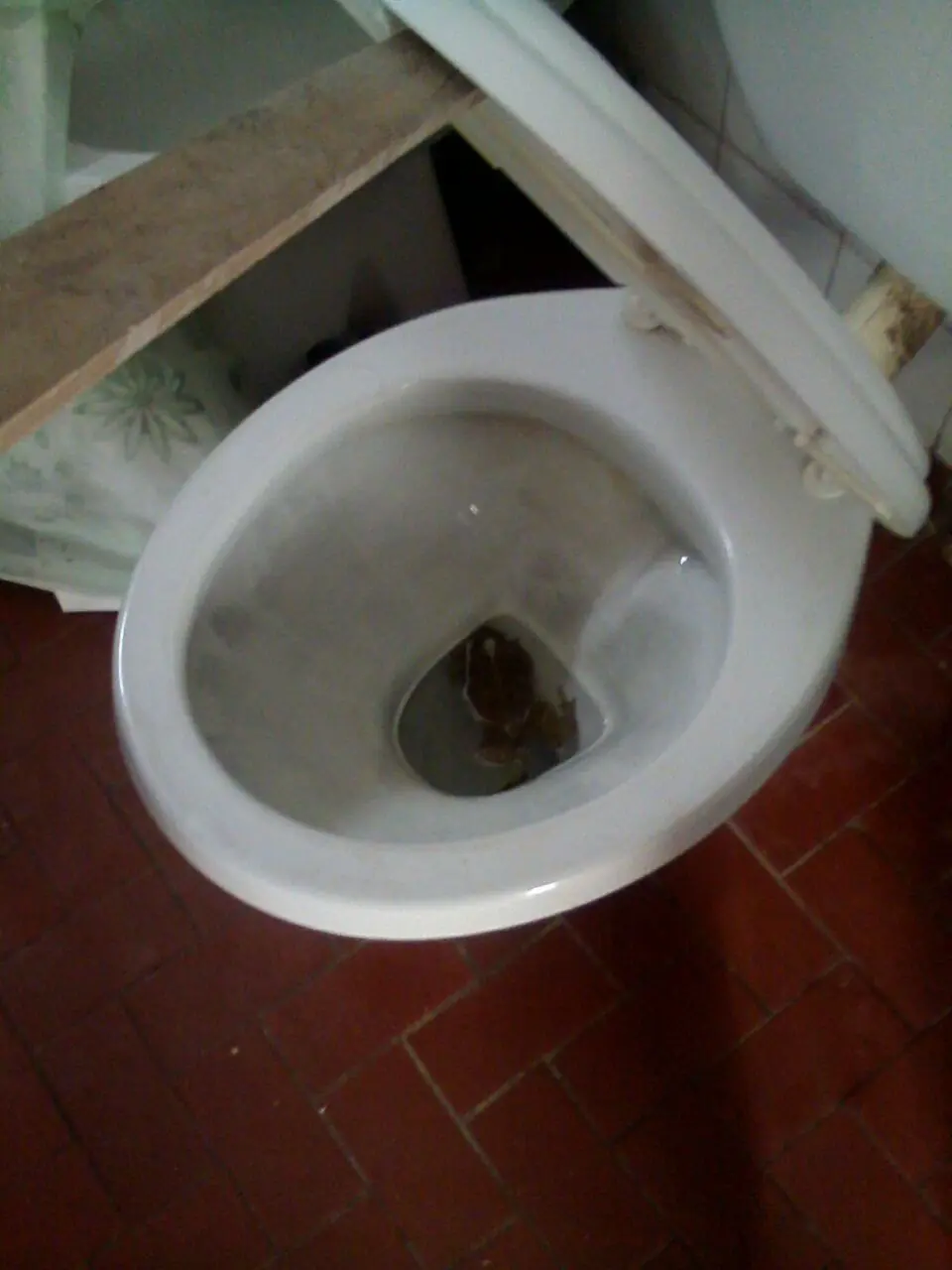 inodoro