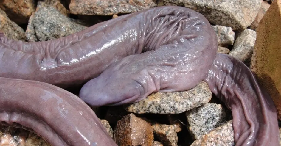 ANIMA