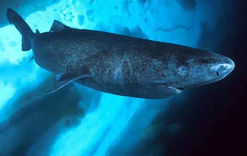 ¿Sabias esto de los Tiburones?