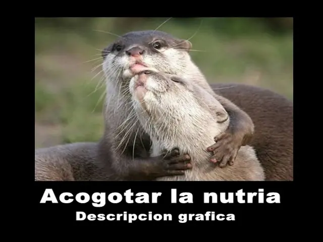 nutria