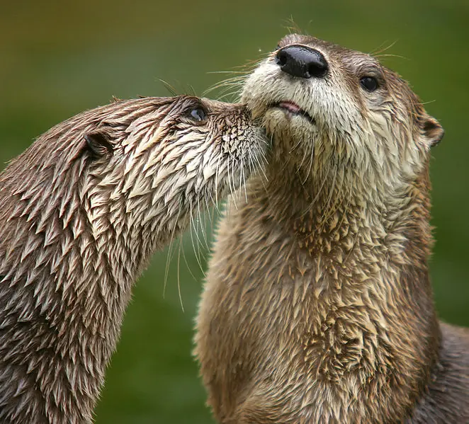 ¿que es una nutria? mira....