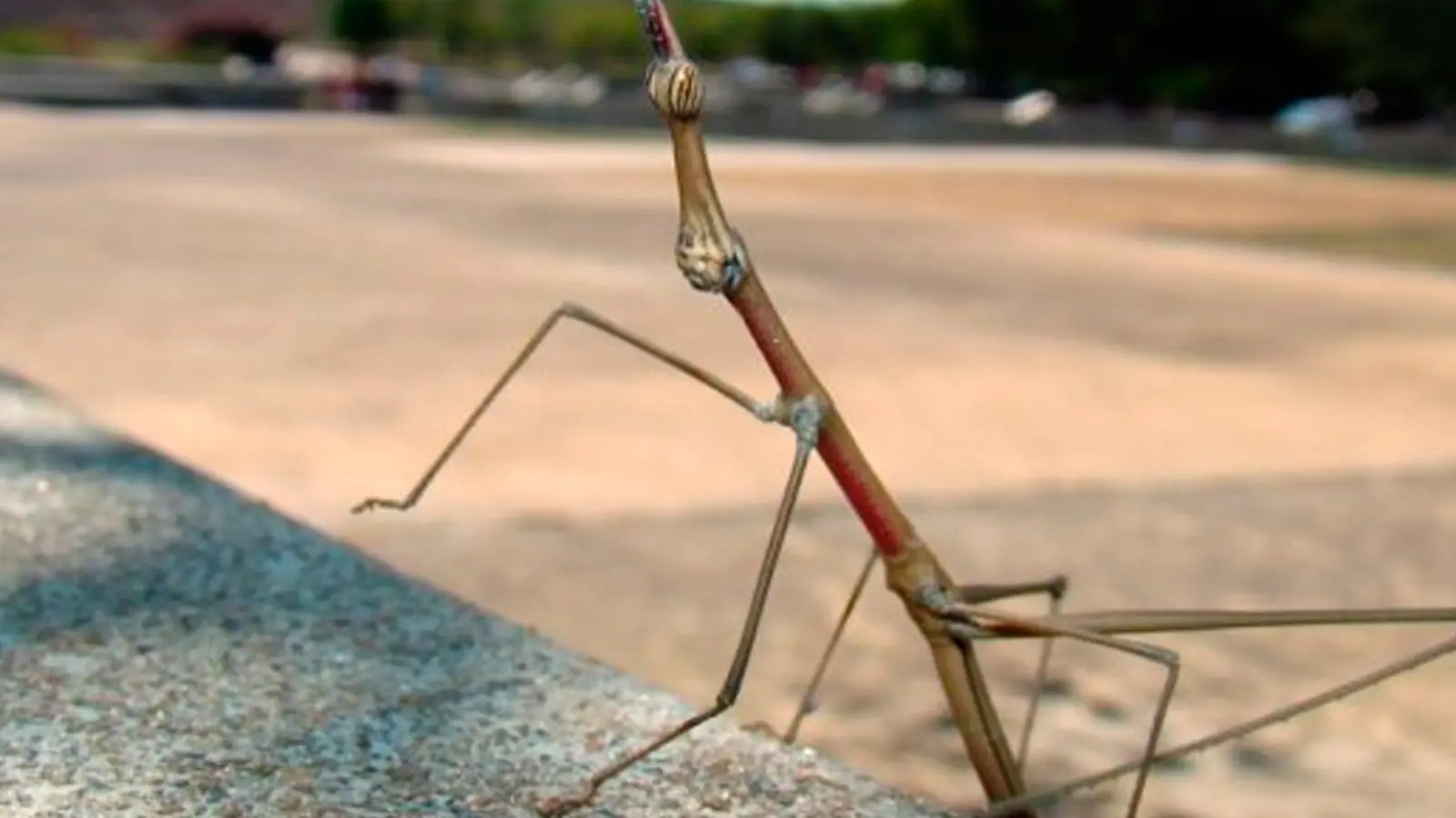 Encuentran al Insecto + Grande del Mundo