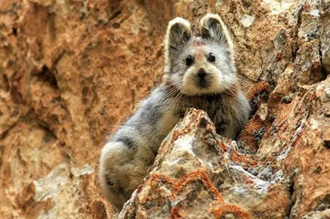 Fotografían a un conejo Ili Pika por primera vez en 20 años