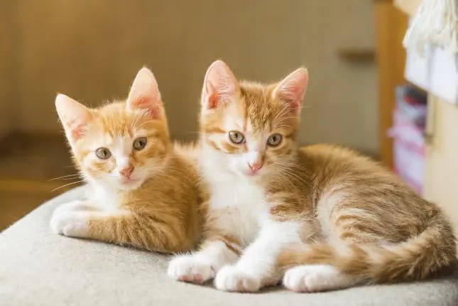 gatos