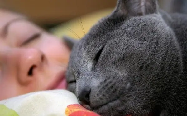Porqué tu gato duerme encima tuyo