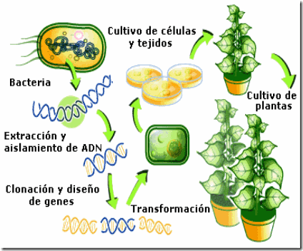 Cultivos transgénicos,la gran mentira