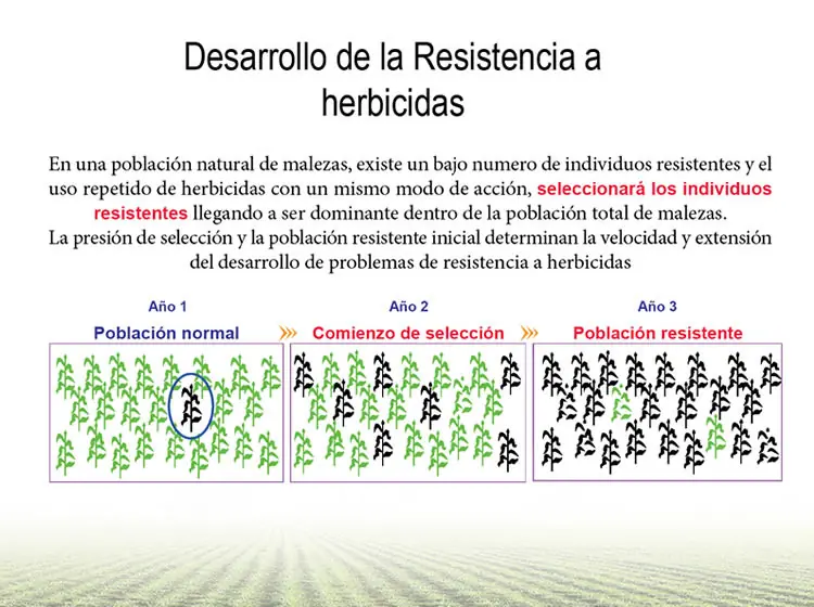 Cultivos transgénicos,la gran mentira