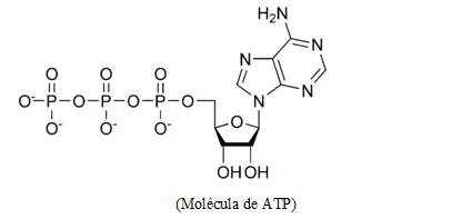 Corta: fuerza, hipertrofia o resistencia