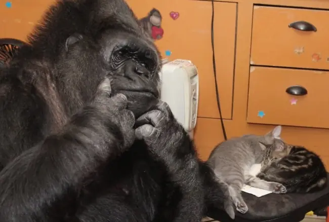 koko