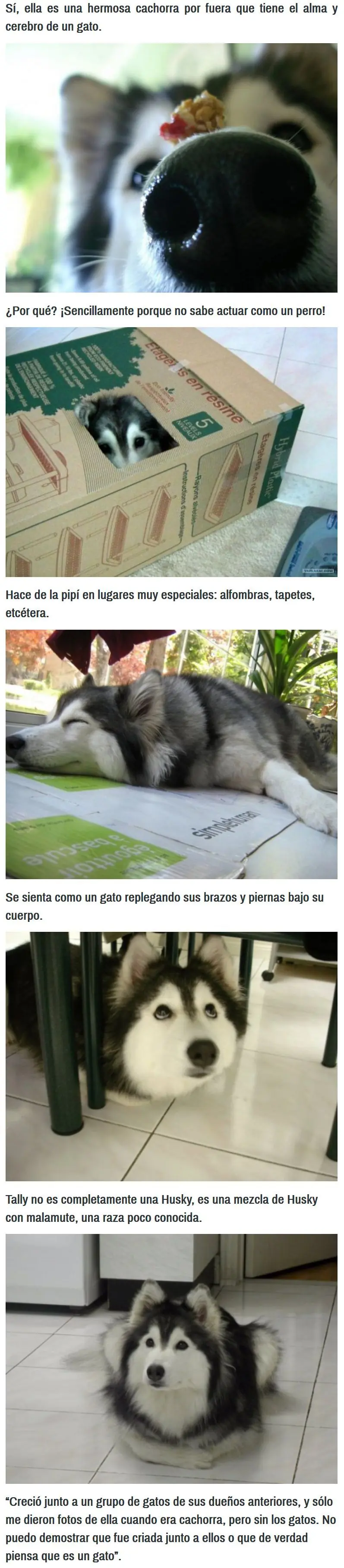 Ella fue criada por gatos, mira que paso