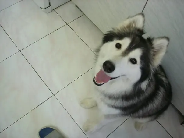 husky