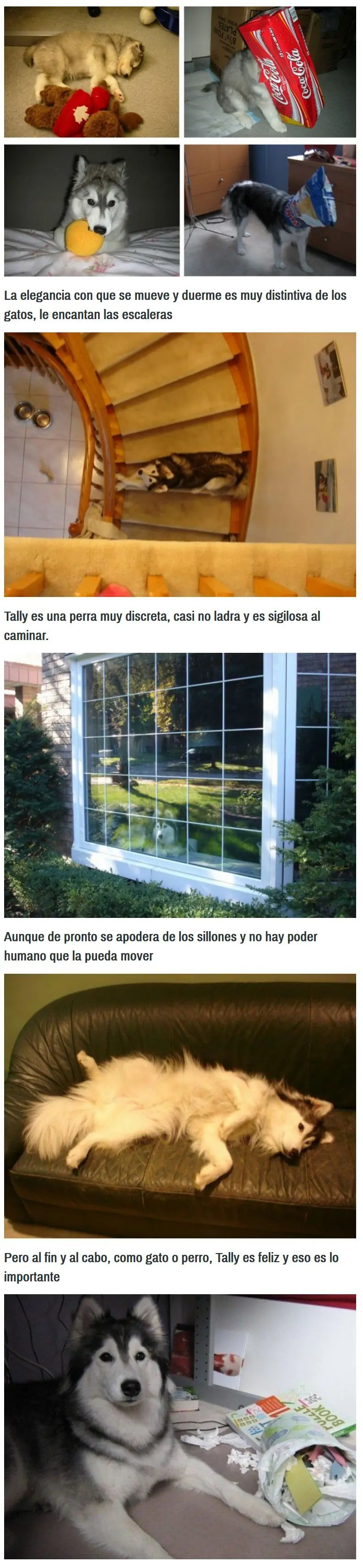 perros