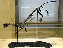mamfero mamfero