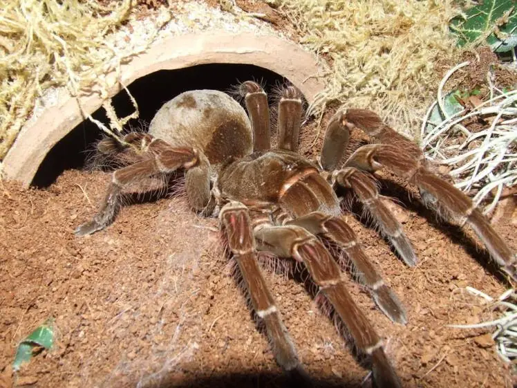 aracnidos