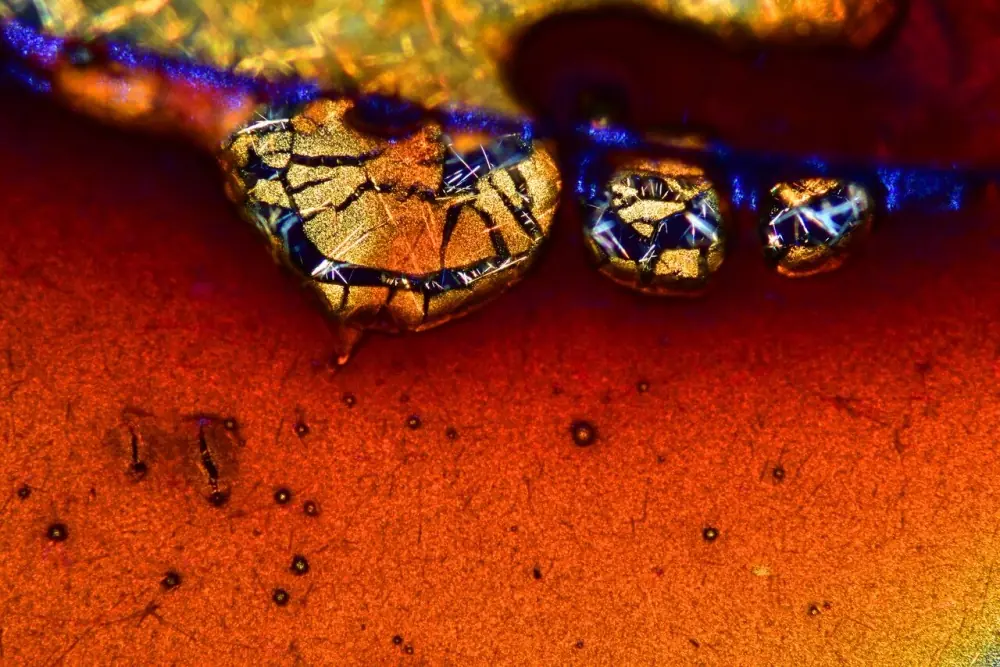 17 fotografías microscópicas Geniales ¿Adivinas que son?