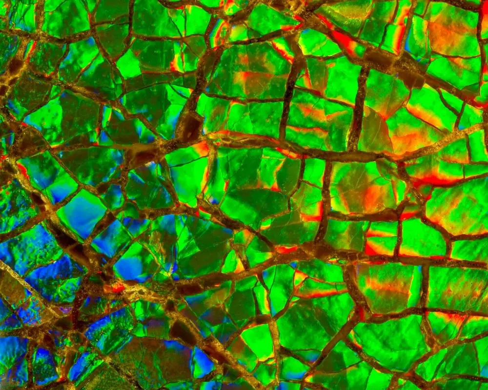 17 fotografías microscópicas Geniales ¿Adivinas que son?