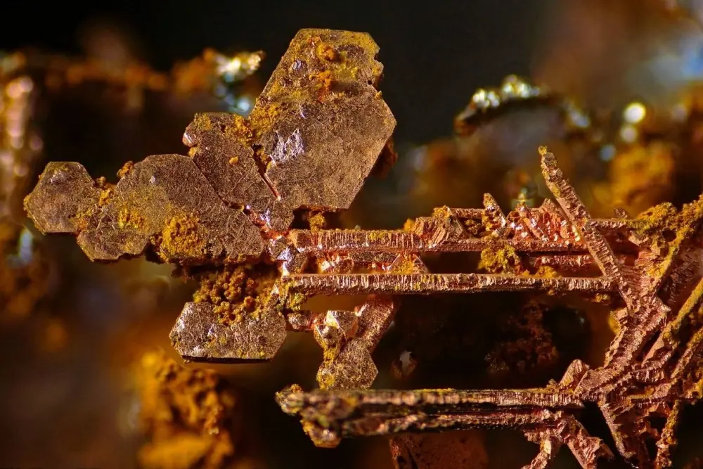 microscopio