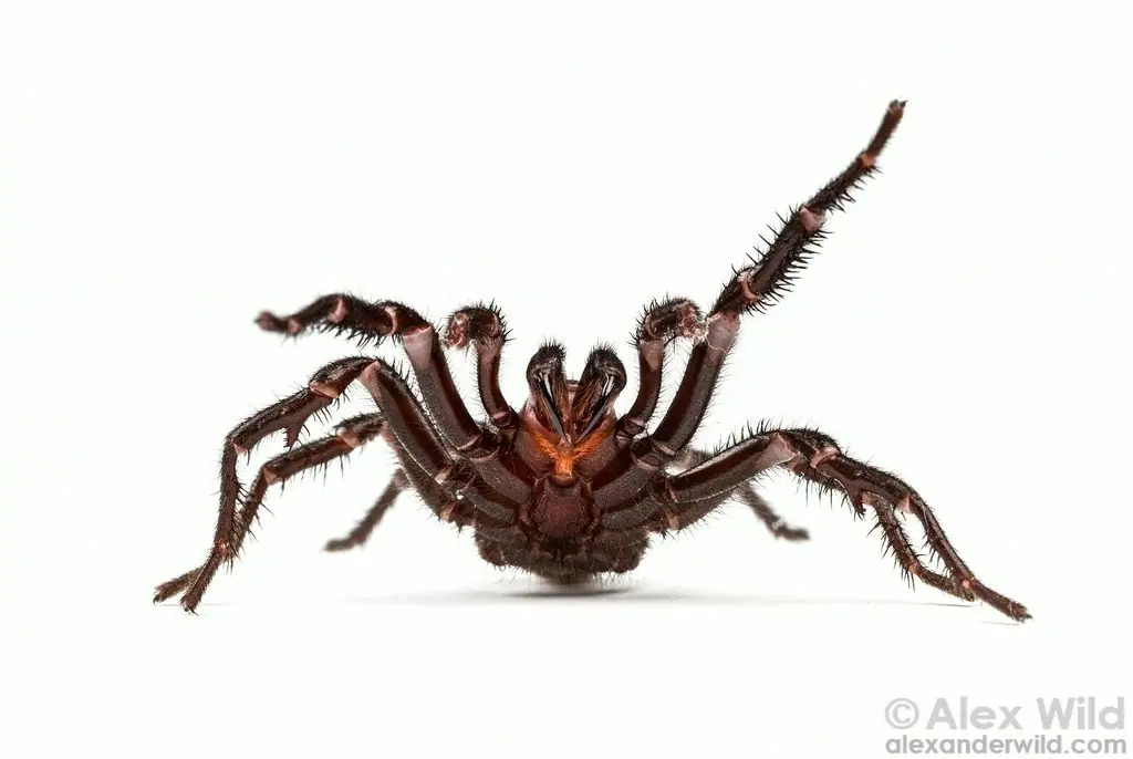 aracnidos