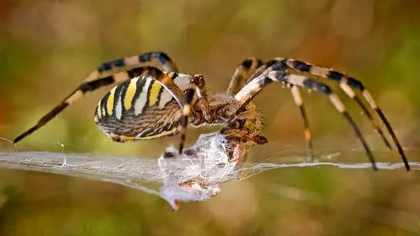 Animales