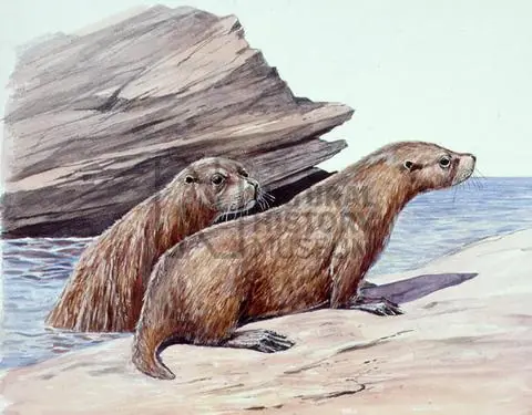 El retorno al océano: leones, vacas, elefantes y lobos