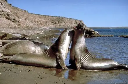 El retorno al océano: leones, vacas, elefantes y lobos